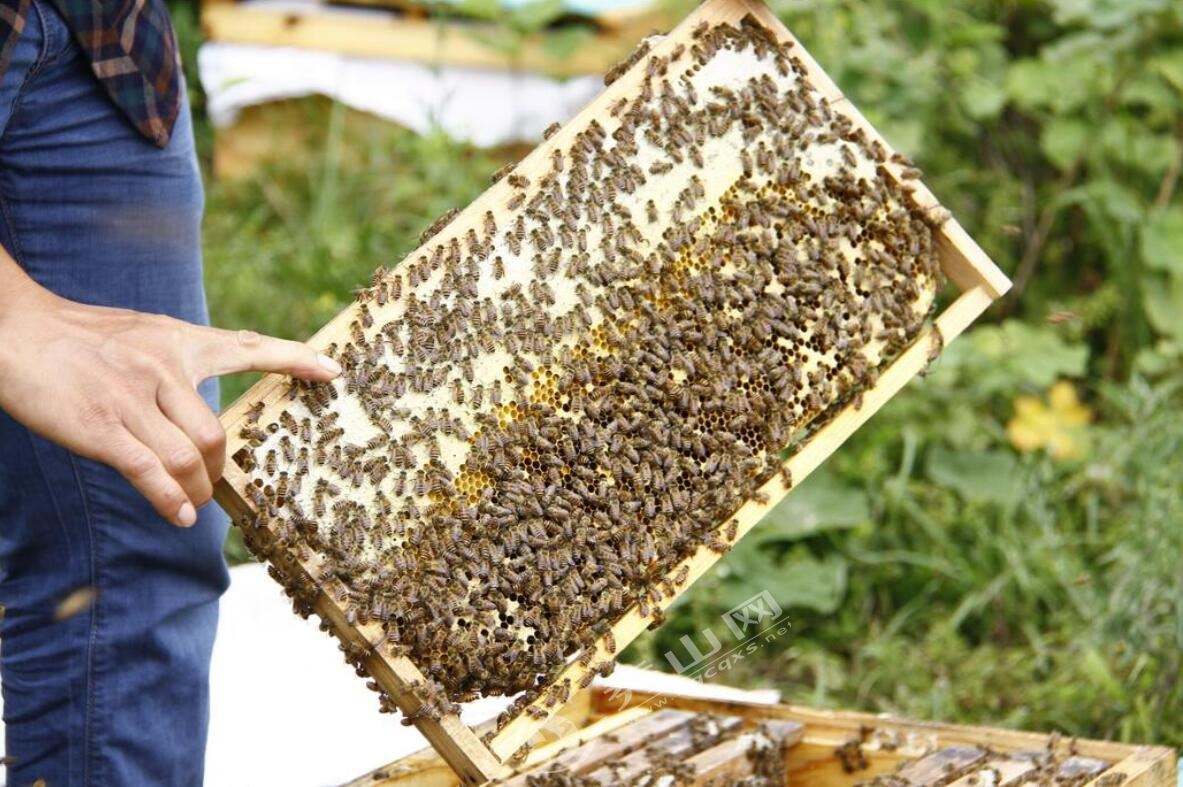 新手養(yǎng)中蜂要掌握哪些技術（沒有經(jīng)驗養(yǎng)好中蜂的技術要點）