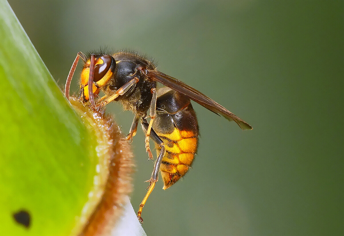 常見胡蜂種類大全(胡蜂的種類及介紹) 常見胡蜂種類大全(胡蜂的種類及介紹)
