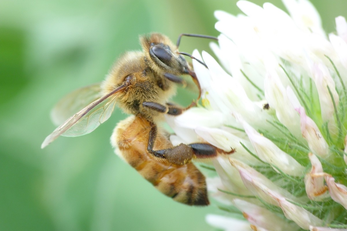 蜜蜂有哪些特點和特征(蜜蜂的特征知識) 蜜蜂有哪些特點和特征(蜜蜂的特征知識)