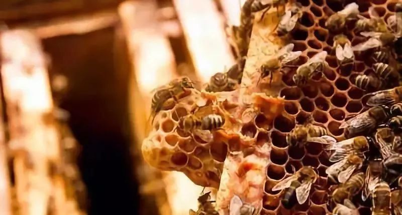 急造王臺幾天能出蜂王幾天產(chǎn)卵(新蜂王從出王臺到產(chǎn)卵需要多少天) 急造王臺幾天能出蜂王幾天產(chǎn)卵(新蜂王從出王臺到產(chǎn)卵需要多少天)