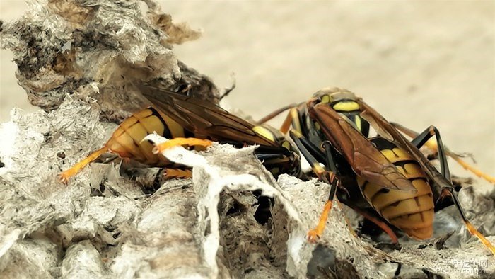 馬蜂是什么毒素(馬蜂的毒素是什么成分) 馬蜂是什么毒素(馬蜂的毒素是什么成分)
