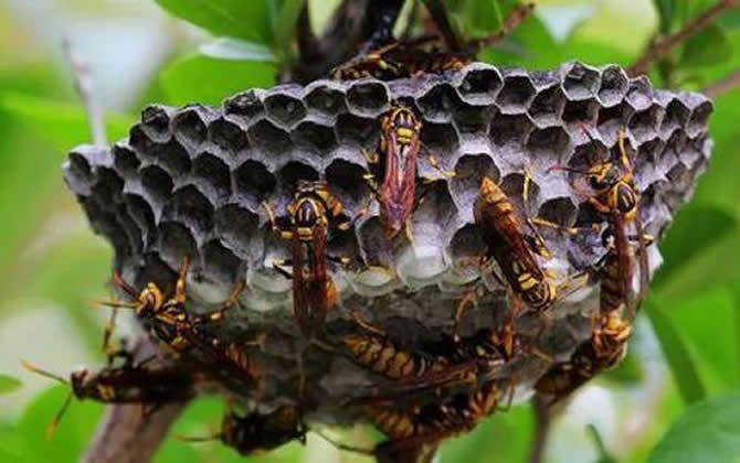 馬蜂在家筑巢是兇是福? 馬蜂在家筑巢是兇是福