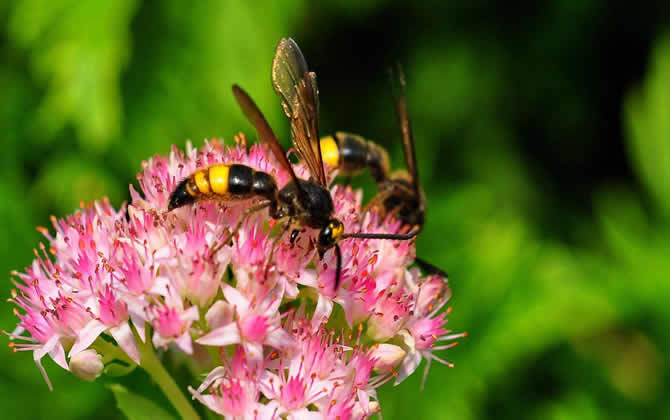 馬蜂在家筑巢是兇是福? 馬蜂在家筑巢是兇是福