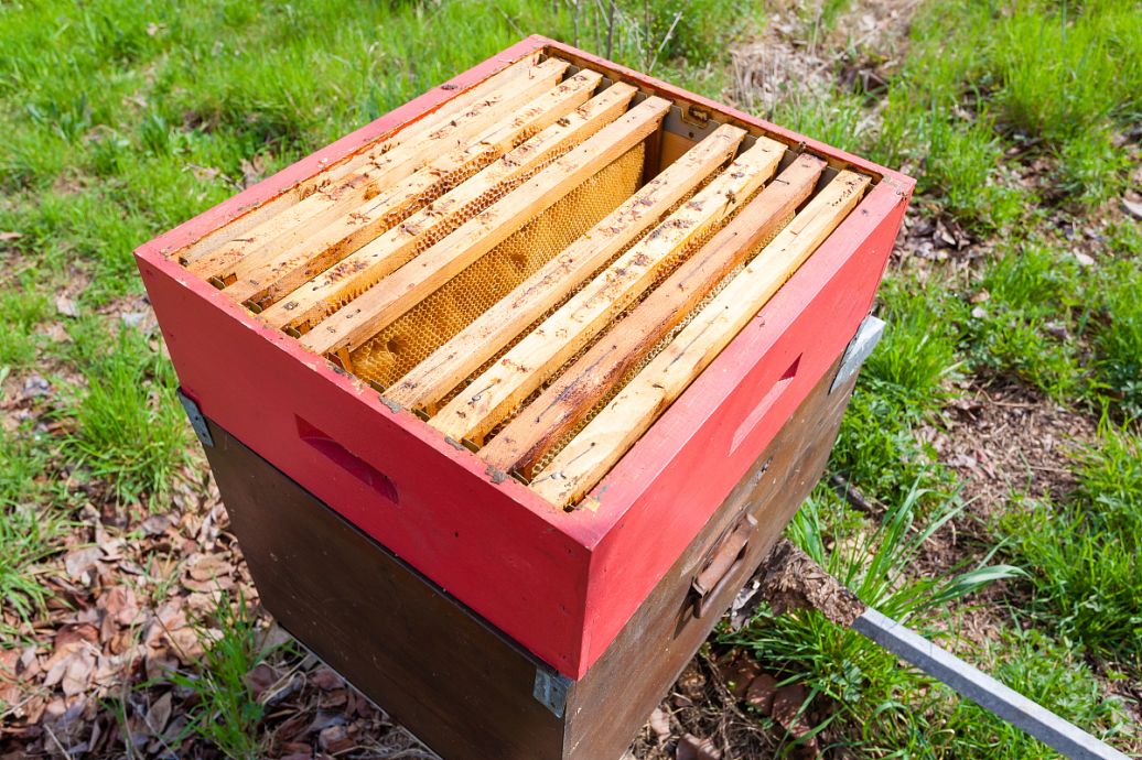 養蜂王的地址怎么選擇(蜜蜂人工育王的時間) 養蜂王的地址怎么選擇(蜜蜂人工育王的時間)