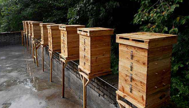 中蜂格子箱規格及尺寸(格子蜂箱的標準尺寸與優缺點) 中蜂格子箱規格及尺寸(格子蜂箱的標準尺寸與優缺點)