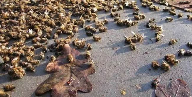 工蜂壽命為什么這么短? 工蜂壽命為什么這么短?