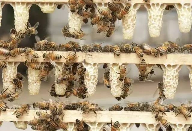 急造王臺和自然王臺的區(qū)別(蜜蜂急造王臺和自然王臺對比) 急造王臺和自然王臺的區(qū)別(蜜蜂急造王臺和自然王臺對比)