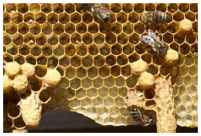 急造王臺和自然王臺的區(qū)別(蜜蜂急造王臺和自然王臺對比) 急造王臺和自然王臺的區(qū)別(蜜蜂急造王臺和自然王臺對比)