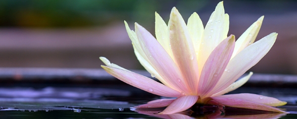 荷花什么季節開花(荷花的開花時間和產蜜情況) 荷花什么季節開花(荷花的開花時間和產蜜情況)