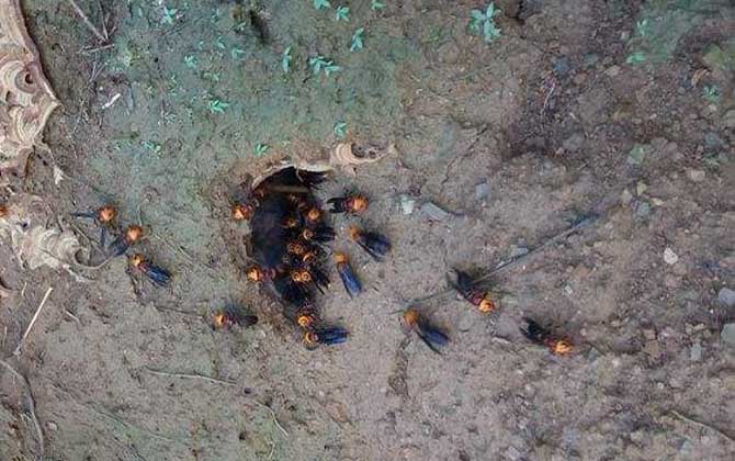 土甲蜂有多大(土甲蜂的體型尺寸) 土甲蜂有多大(土甲蜂的體型尺寸)