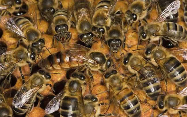 蜂王的特點有哪些？