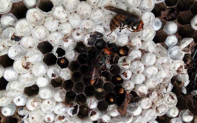 馬蜂有蜂蜜嗎(馬蜂的蜂窩里有蜂蜜嗎) 馬蜂有蜂蜜嗎(馬蜂的蜂窩里有蜂蜜嗎)
