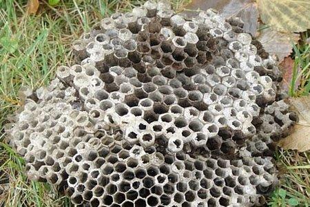 露蜂房是什么東西(露蜂房的作用和用途) 露蜂房是什么東西(露蜂房的作用和用途)