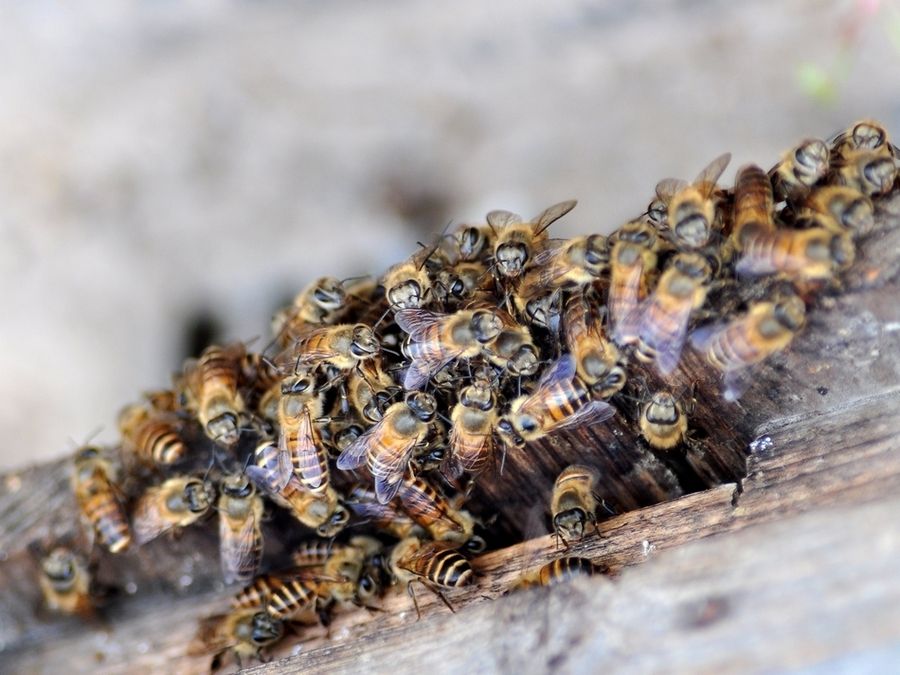 如何讓工蜂停止產卵? 如何讓工蜂停止產卵?