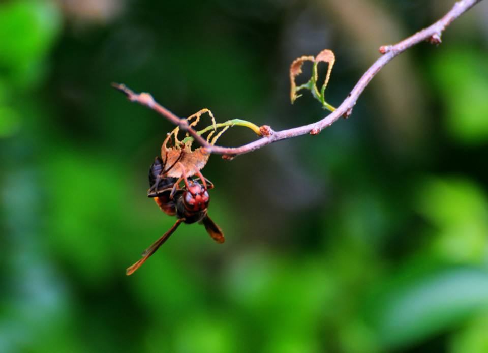 如何讓工蜂停止產卵? 如何讓工蜂停止產卵?