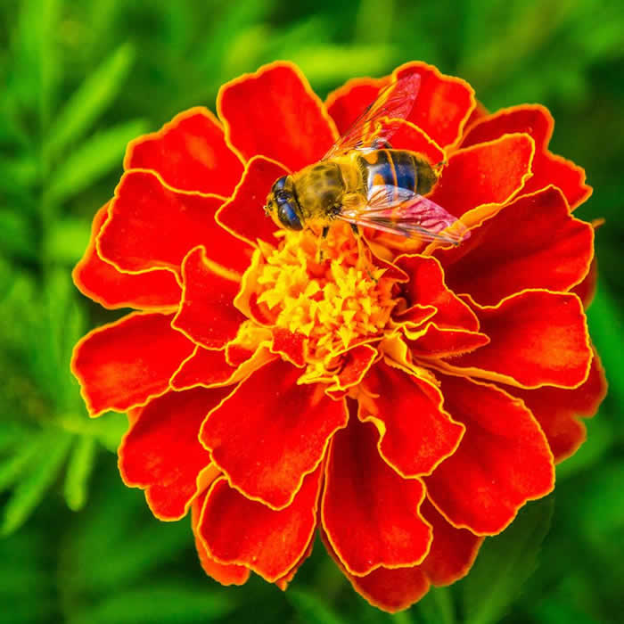 蜜蜂釀蜜過程是怎樣的？