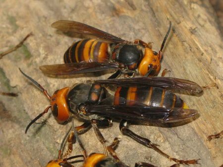 金環(huán)胡蜂多少錢一只？