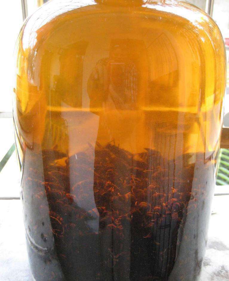 胡蜂泡酒的藥用價(jià)值(馬蜂泡酒有什么功效) 胡蜂泡酒的藥用價(jià)值(馬蜂泡酒有什么功效)