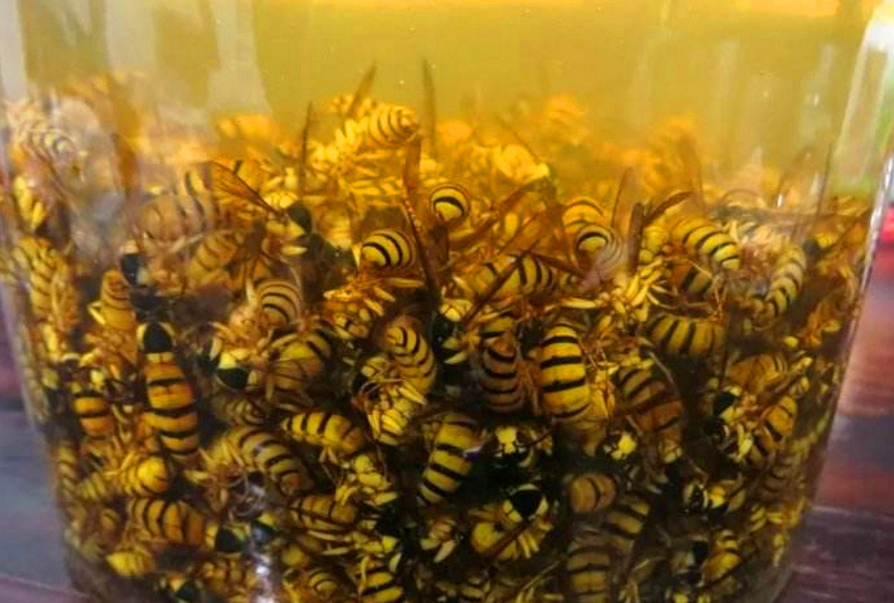 胡蜂泡酒的藥用價(jià)值(馬蜂泡酒有什么功效) 胡蜂泡酒的藥用價(jià)值(馬蜂泡酒有什么功效)