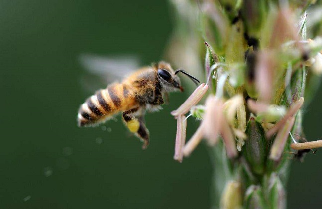 有蜂子無(wú)蜂王工蜂會(huì)產(chǎn)卵嗎（工蜂產(chǎn)卵也有條件）