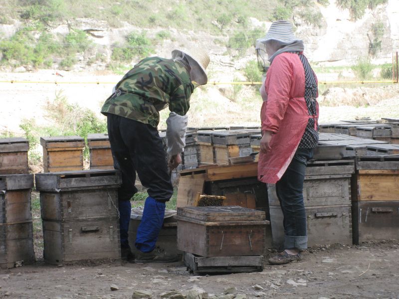 家庭怎樣從零開始養蜂(家庭養蜂技術新手入門) 家庭怎樣從零開始養蜂(家庭養蜂技術新手入門)