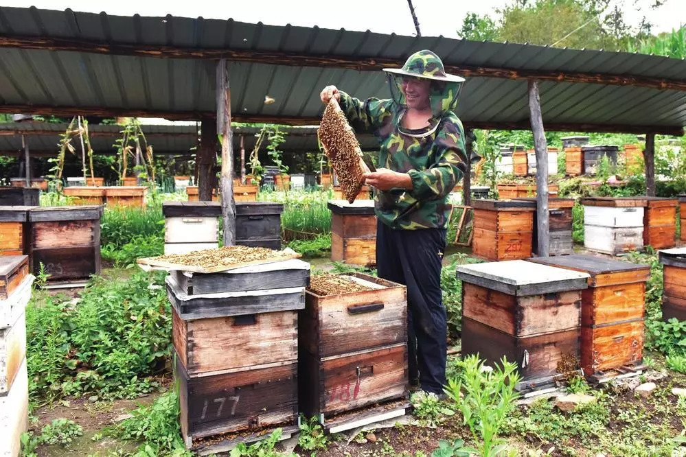 家庭怎樣從零開始養蜂(家庭養蜂技術新手入門) 家庭怎樣從零開始養蜂(家庭養蜂技術新手入門)