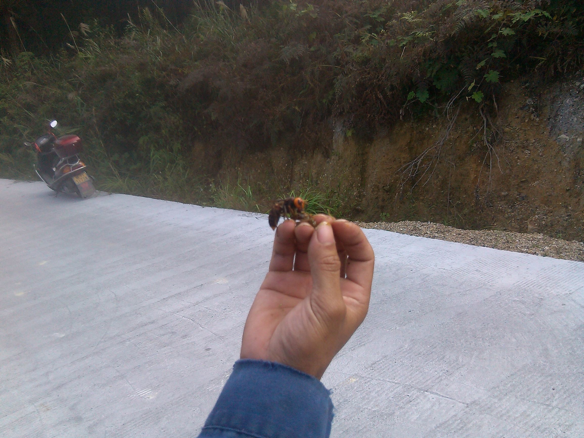 胡蜂蜂王和工蜂的區別(胡蜂工蜂與蜂王怎么分) 胡蜂蜂王和工蜂的區別(胡蜂工蜂與蜂王怎么分)