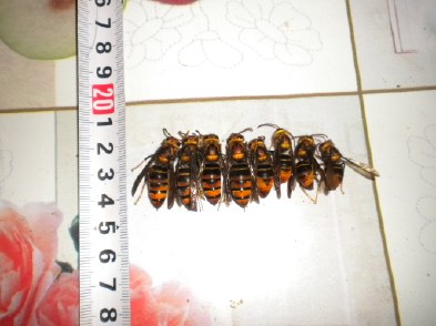 胡蜂蜂王和工蜂的區別(胡蜂工蜂與蜂王怎么分) 胡蜂蜂王和工蜂的區別(胡蜂工蜂與蜂王怎么分)