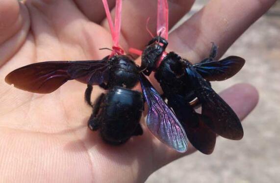 竹桶蜂怎么捉 竹桶蜂怎么捉