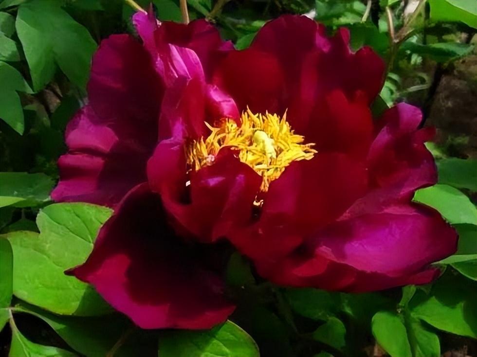 黑牡丹花是什么品種(黑牡丹花的價(jià)格及常見品種) 黑牡丹花是什么品種(黑牡丹花的價(jià)格及常見品種)