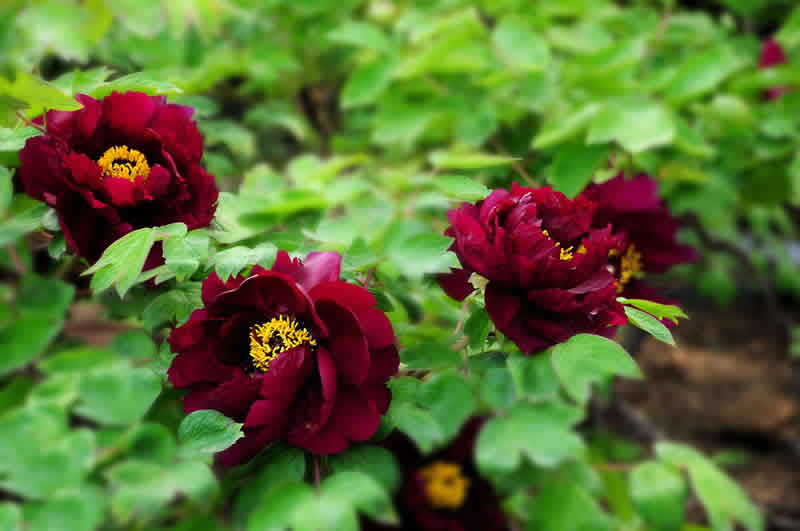 黑牡丹花是什么品種(黑牡丹花的價(jià)格及常見品種) 黑牡丹花是什么品種(黑牡丹花的價(jià)格及常見品種)