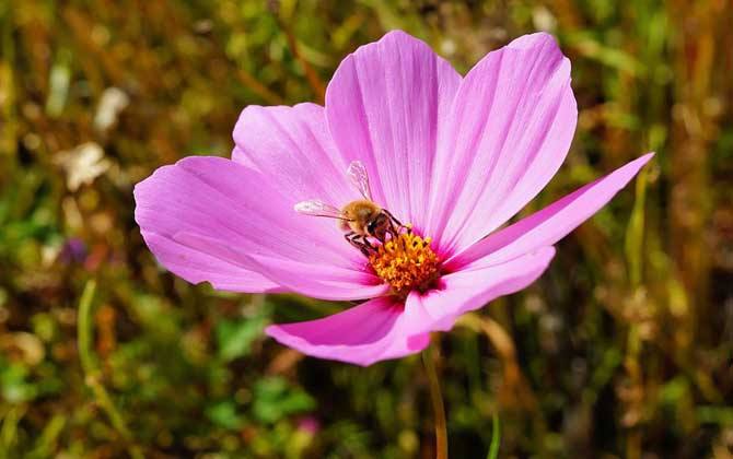 養(yǎng)十箱蜂一年賺多少錢? 養(yǎng)十箱蜂一年賺多少錢?