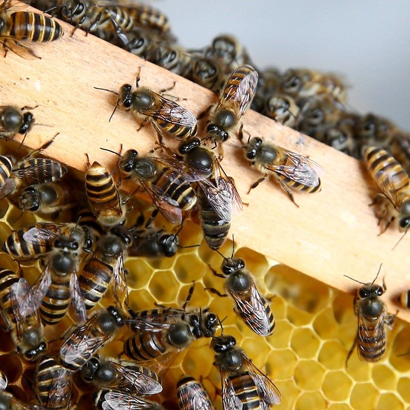 在大蜂場搖蜜是白天搖還是晚上搖(搖蜂蜜最好的時間) 在大蜂場搖蜜是白天搖還是晚上搖(搖蜂蜜最好的時間)