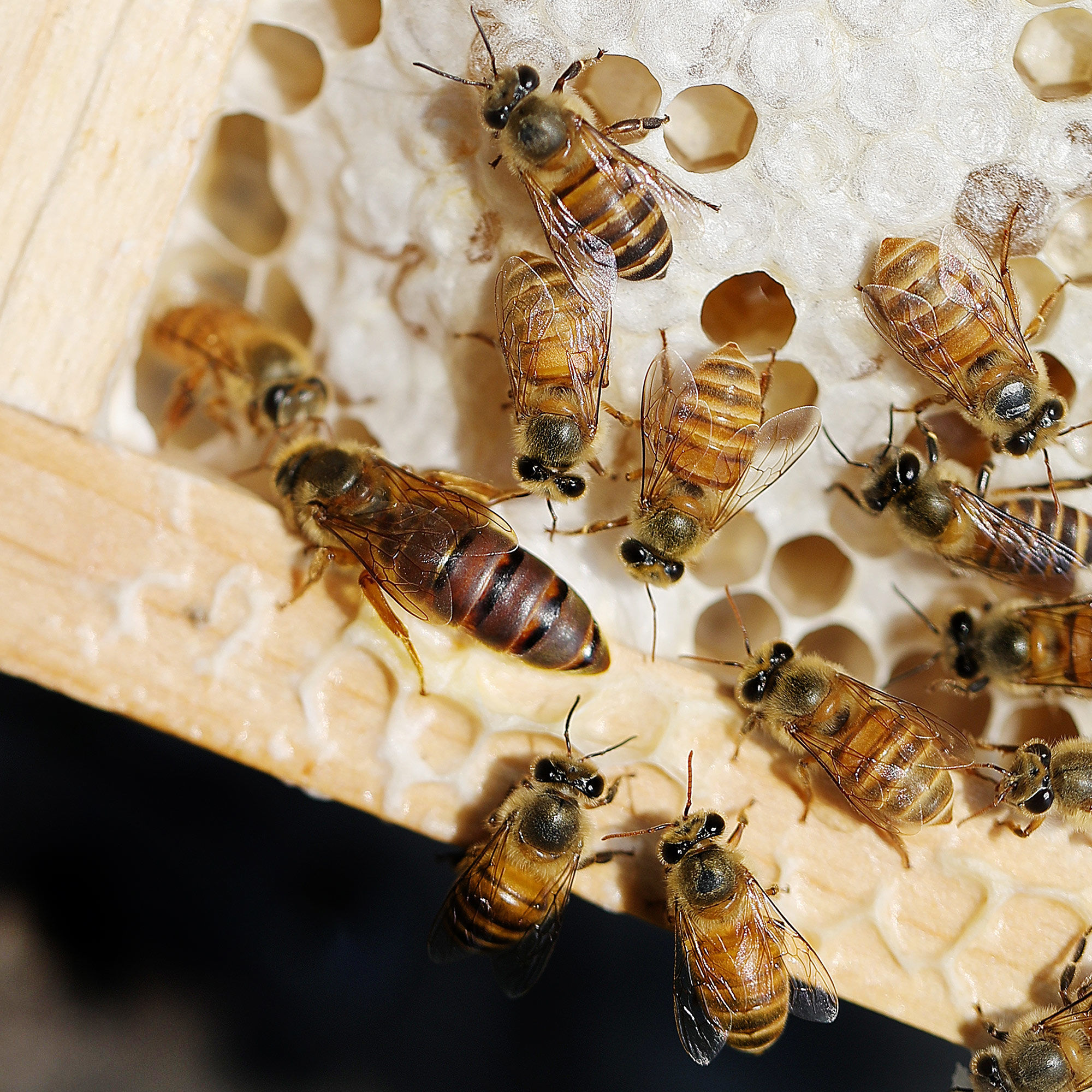 在大蜂場搖蜜是白天搖還是晚上搖(搖蜂蜜最好的時間) 在大蜂場搖蜜是白天搖還是晚上搖(搖蜂蜜最好的時間)