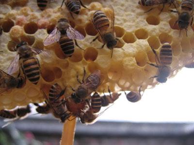 在大蜂場搖蜜是白天搖還是晚上搖(搖蜂蜜最好的時間) 在大蜂場搖蜜是白天搖還是晚上搖(搖蜂蜜最好的時間)