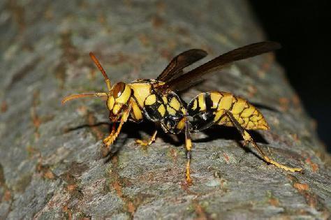 中國大虎頭蜂的生活習性(虎頭蜂的棲息環境) 中國大虎頭蜂的生活習性(虎頭蜂的棲息環境)