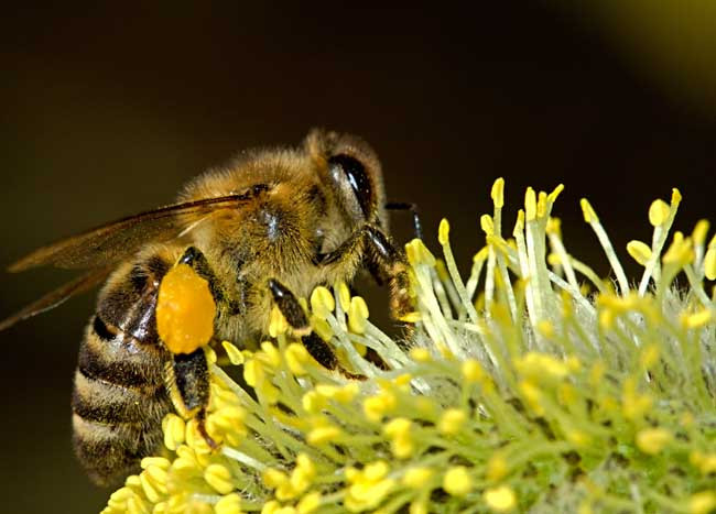 阿壩中蜂盜性強(qiáng)嗎（中蜂易發(fā)生盜蜂嗎）
