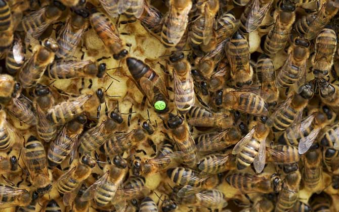 蜂場種王多少錢一只(蜂王一般多少錢一只) 蜂王