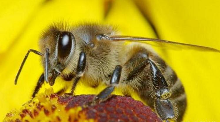 蜜蜂養(yǎng)殖場投資多少錢（養(yǎng)蜜蜂需要多少啟動資金）