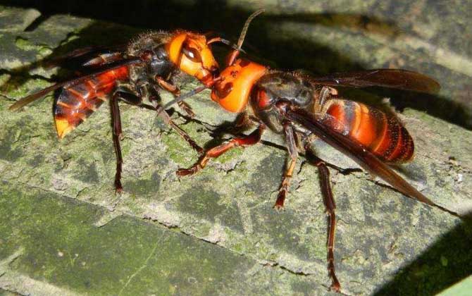 中國(guó)大虎頭蜂有毒嗎(被大虎頭蜂蟄了怎么辦?) 中國(guó)大虎頭蜂有毒嗎(被大虎頭蜂蟄了怎么辦?)