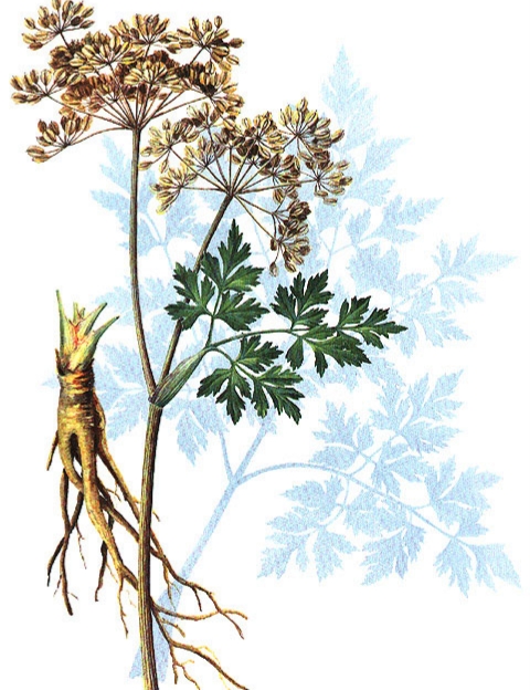 當歸植物有蜜嗎(當歸花開花有蜜嗎) 當歸植物有蜜嗎(當歸花開花有蜜嗎)