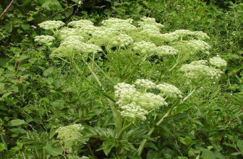 當歸植物有蜜嗎(當歸花開花有蜜嗎) 當歸植物有蜜嗎(當歸花開花有蜜嗎)