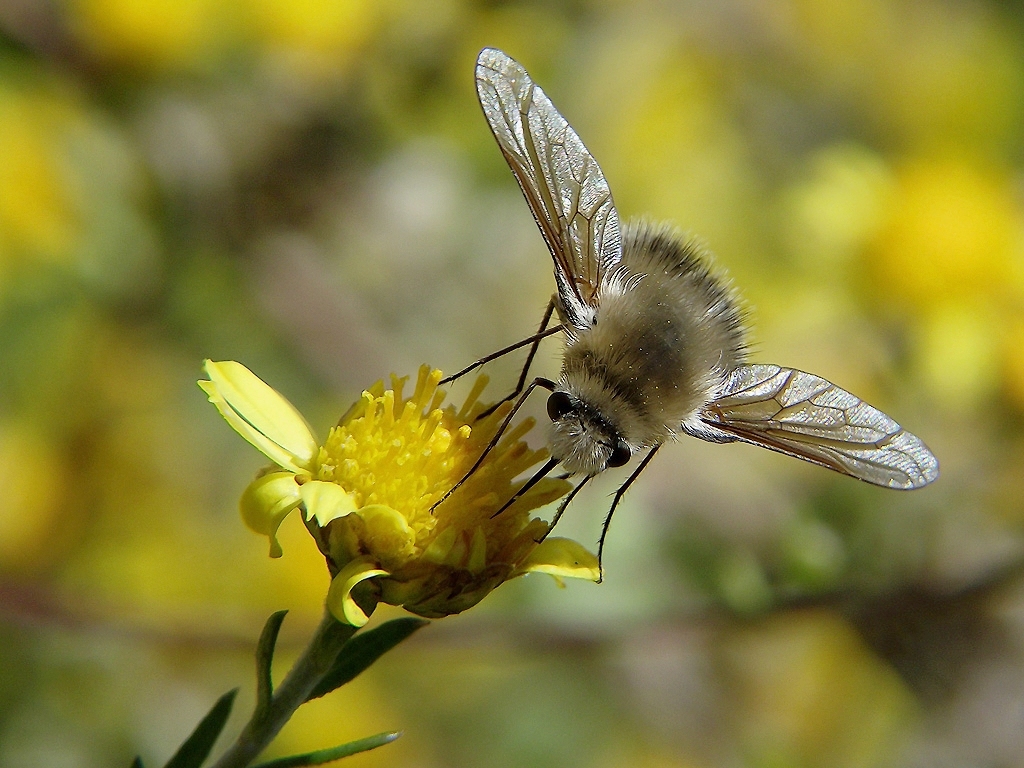 和蜜蜂長得差不多的是什么蜂(像蜜蜂的是什么蜂) 和蜜蜂長得差不多的是什么蜂(像蜜蜂的是什么蜂)