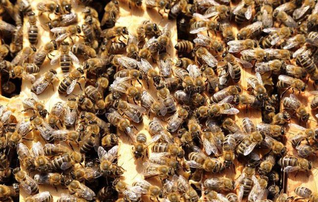 蜜蜂封蓋了還要吃東西嗎(封蓋后蜜蜂還需要飼喂嗎) 蜜蜂封蓋了還要吃東西嗎(封蓋后蜜蜂還需要飼喂嗎)