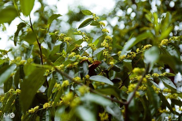 常見的蜜源植物有哪些? 常見的蜜源植物有哪些?