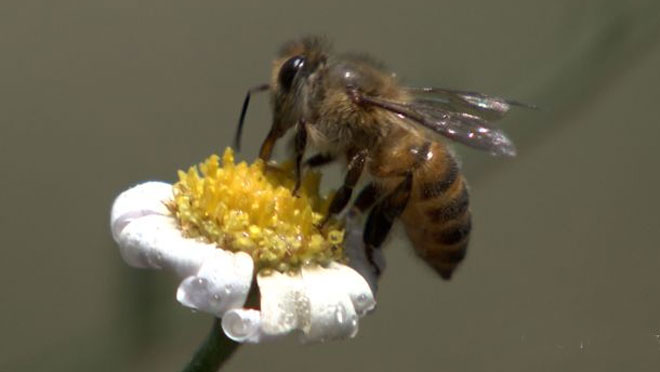 【蜂蜜吃法】糖尿病人能吃蜂蜜嗎? 糖尿病人能吃蜂蜜嗎?