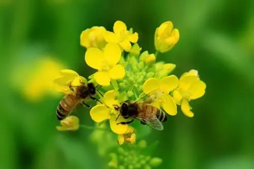 蜜蜂為什么采花粉 蜜蜂為什么采花粉
