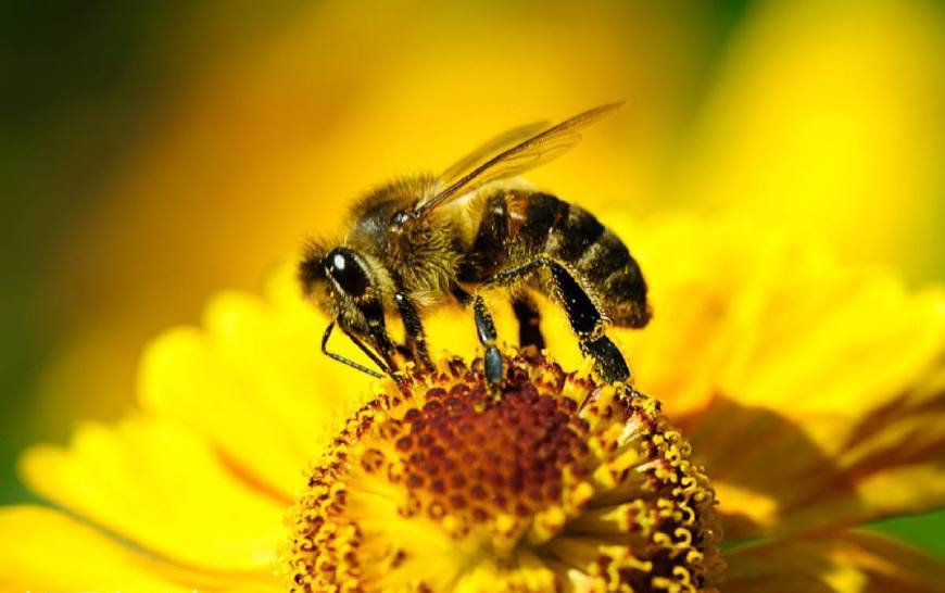 蜜蜂可以人工授精么（人工授精蜂王發(fā)生二次婚飛，這蜂王廢了嗎）