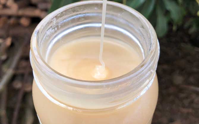 鴨腳木蜜結晶后什么樣的(鴨腳木蜜結晶好還是不結晶好) 鴨腳木蜜結晶后什么樣的(鴨腳木蜜結晶好還是不結晶好)