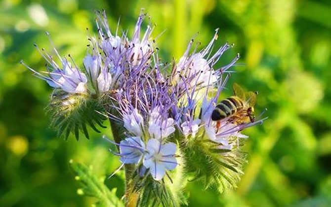 工蜂吃什么食物? 工蜂